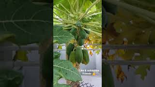 வீட்டு தோட்டம் papaya Home garden                      #Farm #Garden #Fruitharvest