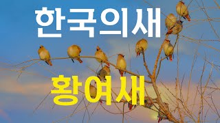 #황여새#홍여새#한국의새