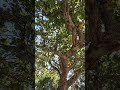 Old Tree