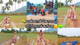 🌽விலை என்ன?🤔எத்தனை மூட்டை வந்தது?💰❓அடுத்து வயலில் என்ன வேலை?🌱🥳|maize rate today|makka solam detaills