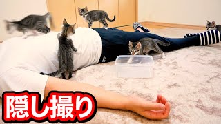 飼い主が寝ている間の子猫を隠し撮りしてみた。【保護猫】