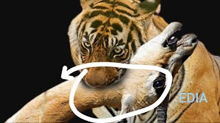 Most Amazing Moments Of Wild Animal Fight! Wild Discovery Animal p3 - The Best Of Animal Attack 2022
