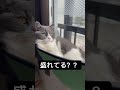 盛れてる？ 丸顔ぶる スコティッシュフォールド 猫のいる暮らし 猫 猫のいる暮らし 猫動画 猫好きさんと繋がりたい ブリティッシュショートヘア cat cats