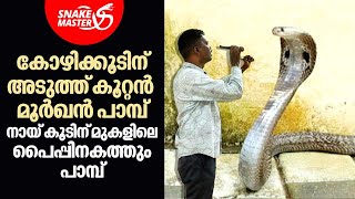 കോഴിക്കൂടിന് അടുത്ത് കൂറ്റൻ മൂർഖൻ പാമ്പ് | Vava Suresh | Snakemaster EP 1040