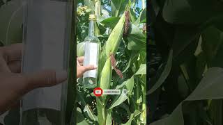 Usia Jagung 75 HST