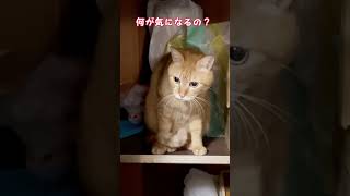 物置でガサガサすると思ったら‥猫達はそこで何をしているの？#shorts #ねこ #猫＃可愛い#cats  #癒やされる #猫大家族 #猫と一緒 #子猫#面白い