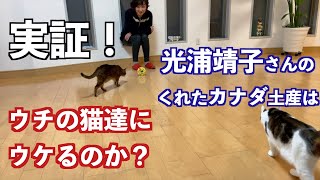 実証！光浦靖子さんのくれたカナダ土産はウチの猫達にウケるのか？