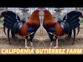 California Beautiful Sweater McLean Hatch Kelso - Gutierrez Farm