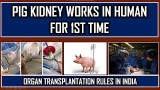 (6) Facts for Prelims- Pig Kidney works normally in Human body for the 1st time #xenotransplantation