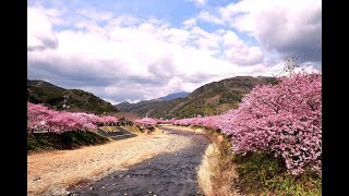 河津桜まつり