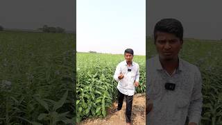 తెల్ల నువ్వుల సాగు.. క్వి -15వేలు | White Sesame Farming #shorts