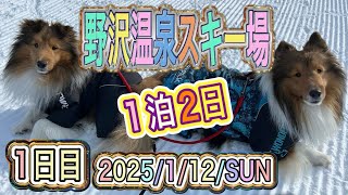 【野沢温泉スキー場】【シェルティ】お泊りだよ❣️1日目❣️2025/1/12/SUN❣️#shetlandsheepdog