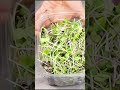 🌱Get ready for a burst of nutrition!🌱  #microgreens