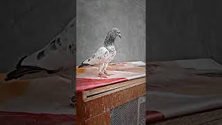 kalsara#kabutar#shortvideo#reels#shortsyoutube#whatsappstatus#pigeons#love#shorts#short#share#status