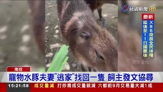 寵物水豚夫妻「逃家」找回一隻 飼主發文協尋