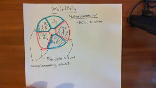 Introduction to Nicotinic Acetylcholine Receptors Part 5