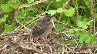 そこらへんで野鳥  ホオジロの子育て 後編 巣立ち雛？