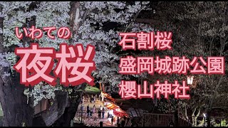 【いわての夜桜】2023/4 石割桜 盛岡城跡公園 櫻山神社