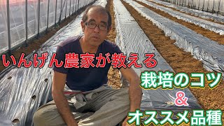 【家庭菜園】いんげん栽培のちょっとしたコツと、オススメの品質紹介！2022/11/20