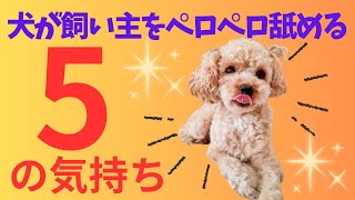 犬が舐める本当の理由！知らないと損する5つの心理