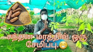 Sandalwood tree  #சந்தனமரம் வளர்ப்பு- பதிவு செய்ய வேண்டுமா..?