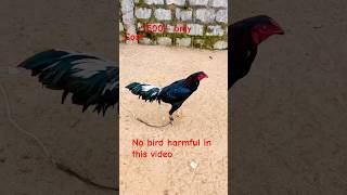 కోడి కాకి low cost 7500/- ఓన్లీ ph 91823 01833 #viralvideo #bhimavaram #bhimavaram #chicken