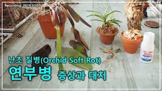 [질병,병충해] 연부병, 바이러스 증상과 대처(Orchid Soft Rot),  호접란,풍란 키우기 기초