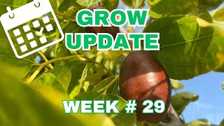 Week 29 and jujube updates on my potted fruit trees.