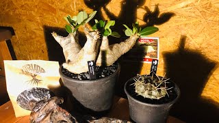 VABUDOさんで購入した植物の紹介