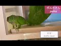 【イグアナ】モーニングルーティン 休日の朝 【iguana 】morning routine