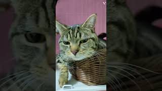 ここはどこ？詳細はhttps://m.youtube.com/watch?v=E8Jr5BGT1pQ\u0026t=17s  #shorts #猫 #保護猫