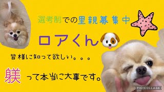 【保護犬】選考制にて里親募集中！ロアくん🐶躾の大切さ大変さ知って欲しい！！！！