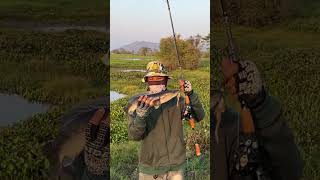 បបក់ត្រីឆ្ដោរបឹង #fishing