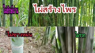 ไผ่ที่ แกงอร่อย ใช้ลำได้ดี