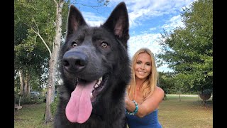 AMERICAN BLUE BAY SHEPHERD DOG - Are they really Blue?