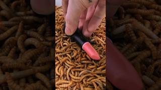 Mealworms vs lipstick Timelapse