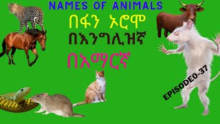 የተለያዩ የእንስሳት ስሞችን በኦሮምኛ #afaan_oromoo ፣ በእንግሊዝኛና በአማርኛ ይማሩ /Learning the different names of animals