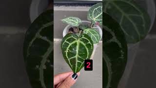 Doc Block Glow Up || Growing Aroids in Trinidad and Tobago