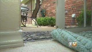 Bobcat Busts Into Home, Attacks Dog