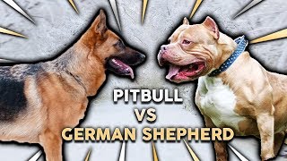 GERMAN SHEPHERD vs PITBULL TERRIER! What's The Best Family Guard Dog?