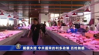 猪价失控 中共迟来的利多政策 百姓无感【中国禁闻】