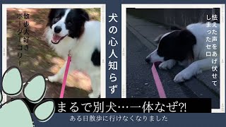 犬の心人知らず　まるで別犬になってしまったボーダーコリー