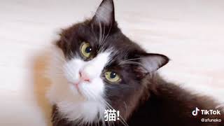 これ なに？ ねこ! (Japanese Subs)