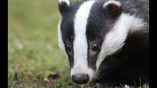 Badger verse - What does the badger do?