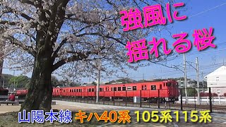 山陽本線115系、キハ40系、105系　強風に揺れる桜