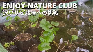 Wasabi cultivation／About 30 days have passed since planting wasabi【Wasabi series #02】