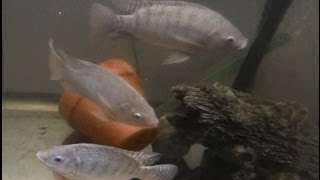 How to Raise Tilapia at Home Update - Great for Prepping