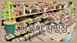 [ENG] Introducing the Succulent Keeping house