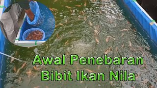 Meminimalisir Kematian Bibit Ikan Nila