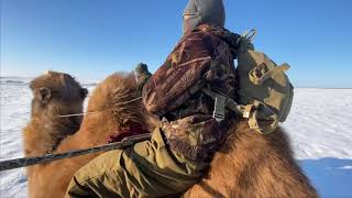 Охота на зайца верхом на верблюдах.